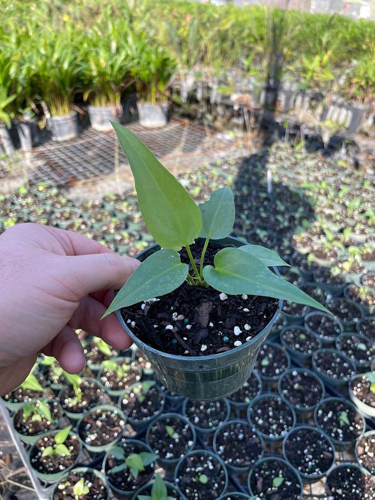 anthurium-hookeri-bird-s-nest-anthurium-anthurium-cubense