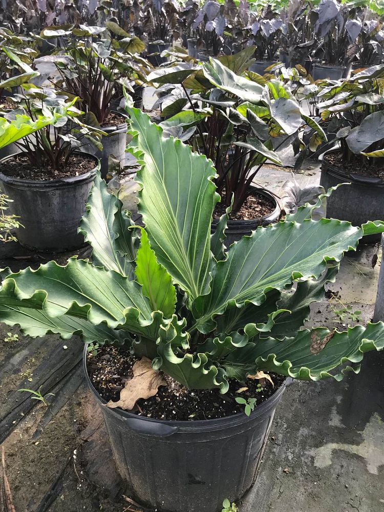 anthurium-hookeri-bird-s-nest-anthurium-anthurium-cubense