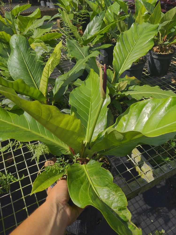 anthurium-hookeri-bird-s-nest-anthurium-anthurium-cubense