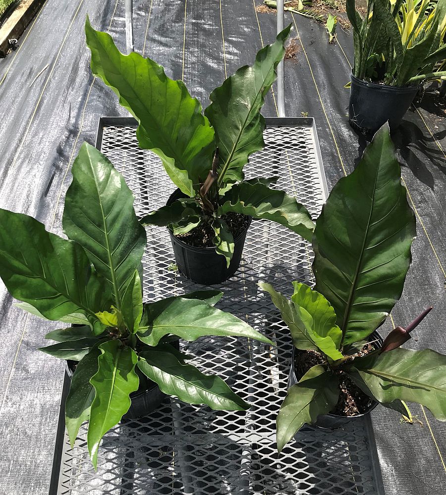 anthurium-hookeri-bird-s-nest-anthurium-anthurium-cubense