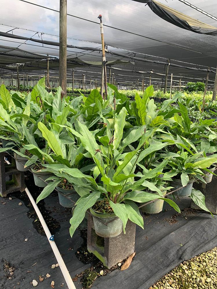 anthurium-hookeri-bird-s-nest-anthurium-anthurium-cubense