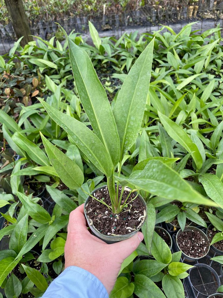 anthurium-hookeri-bird-s-nest-anthurium-anthurium-cubense