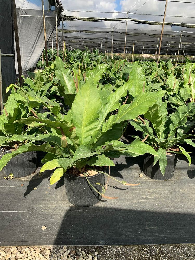 anthurium-hookeri-bird-s-nest-anthurium-anthurium-cubense