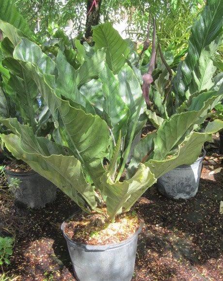 anthurium-hookeri-bird-s-nest-anthurium-anthurium-cubense
