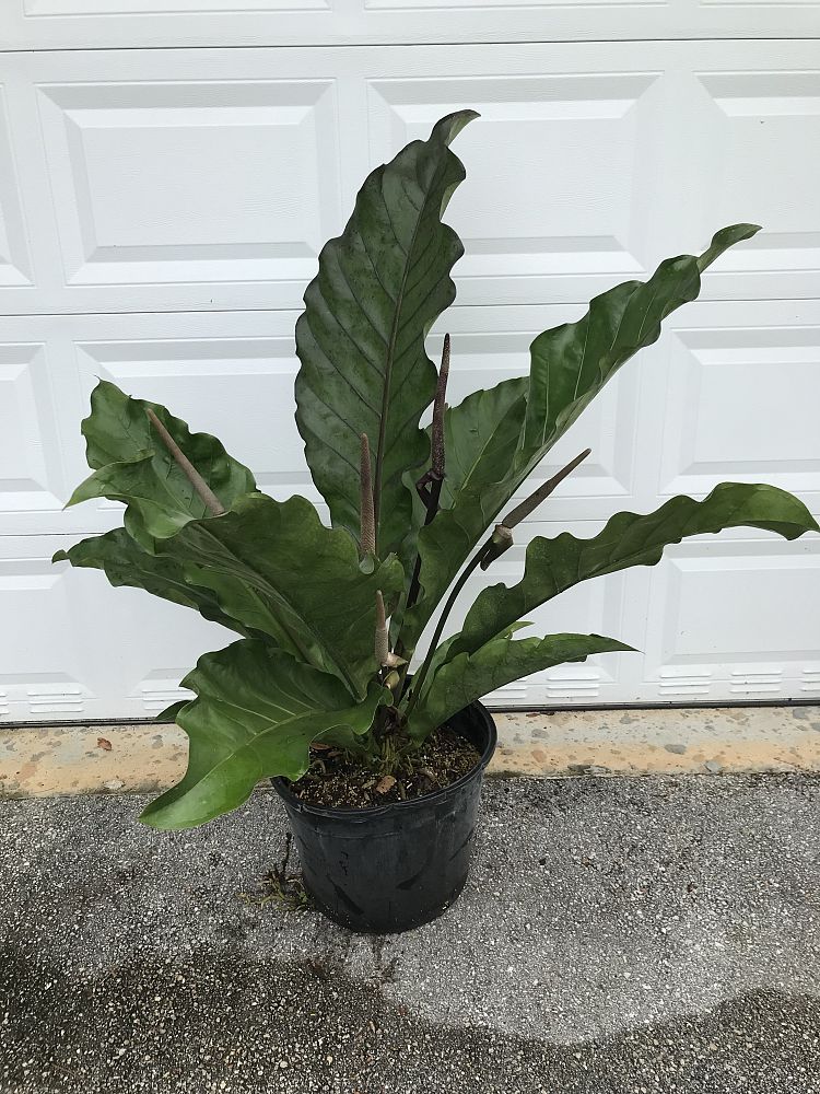 anthurium-hookeri-bird-s-nest-anthurium-anthurium-cubense