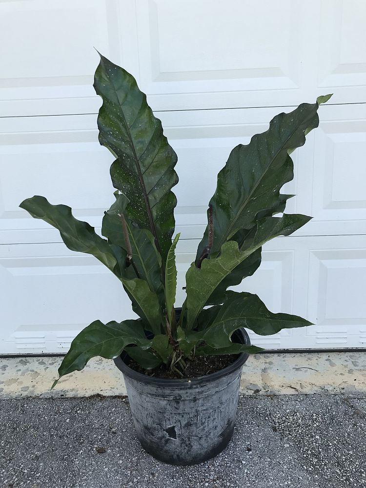 anthurium-hookeri-bird-s-nest-anthurium-anthurium-cubense