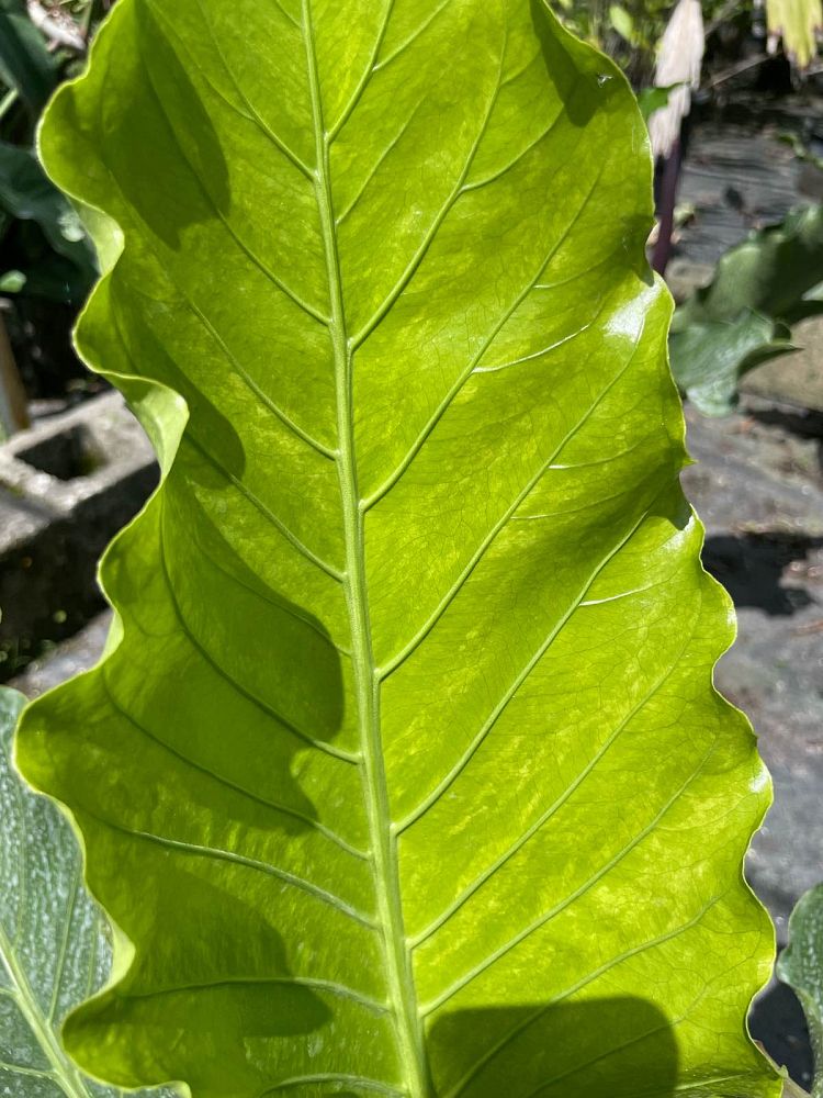 anthurium-hookeri-bird-s-nest-anthurium-anthurium-cubense