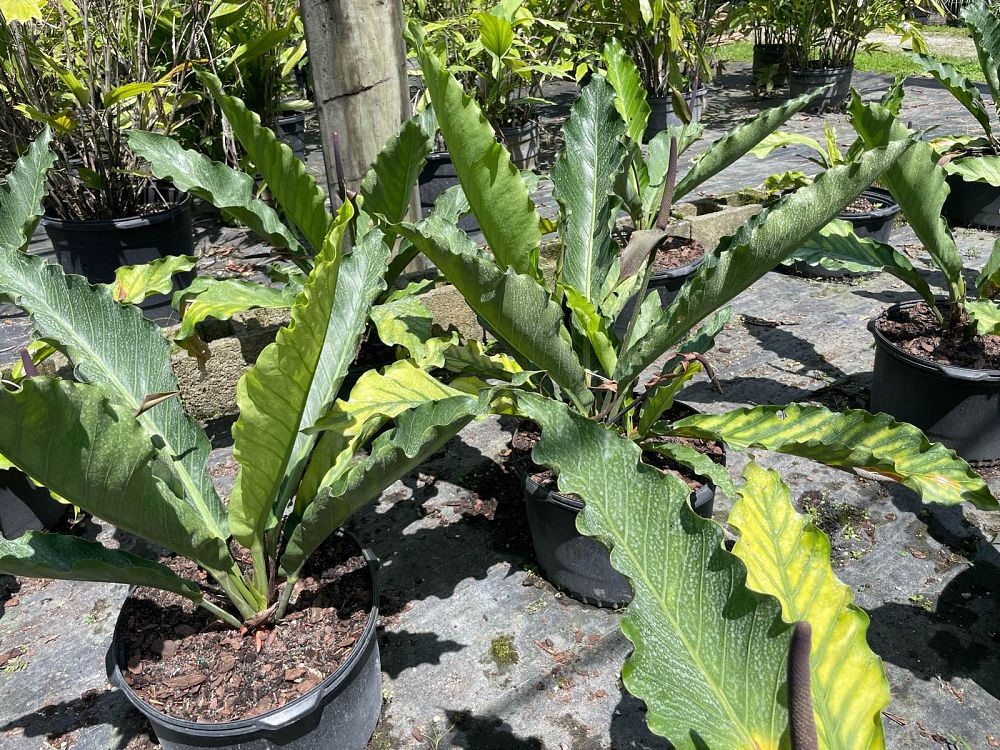 anthurium-hookeri-bird-s-nest-anthurium-anthurium-cubense