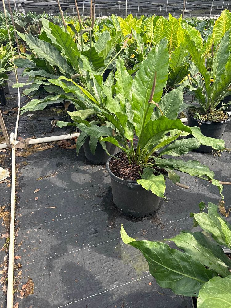 anthurium-hookeri-bird-s-nest-anthurium-anthurium-cubense