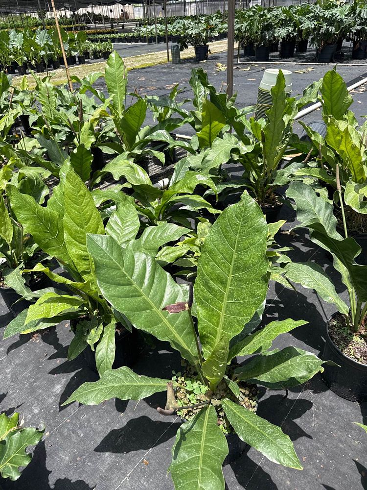 anthurium-hookeri-bird-s-nest-anthurium-anthurium-cubense