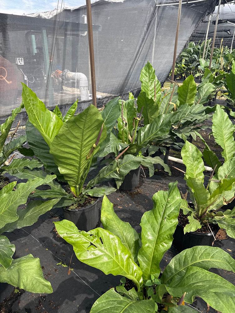 anthurium-hookeri-bird-s-nest-anthurium-anthurium-cubense