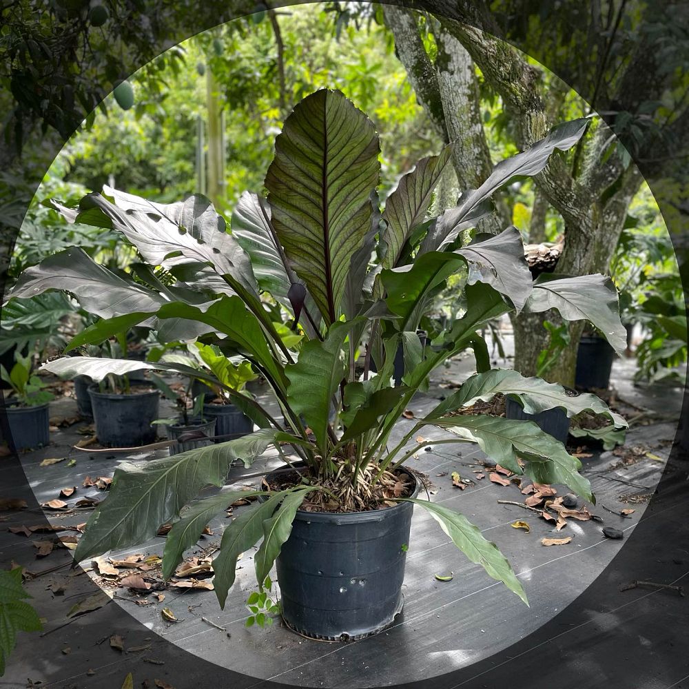 anthurium-hookeri-marie-bird-s-nest-anthurium-anthurium-cubense