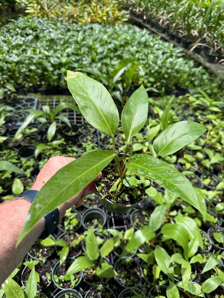 anthurium-hookeri-marie-bird-s-nest-anthurium-anthurium-cubense