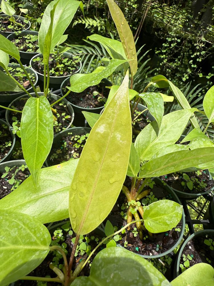 anthurium-hookeri-marie-bird-s-nest-anthurium-anthurium-cubense