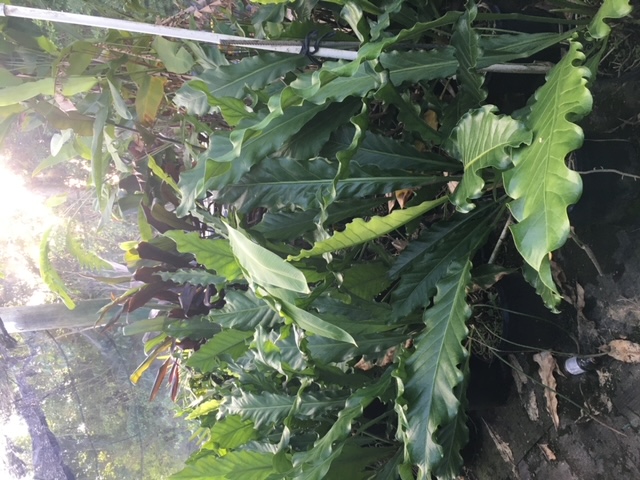 anthurium-hookeri-ruffles-bird-s-nest-anthurium-anthurium-cubense