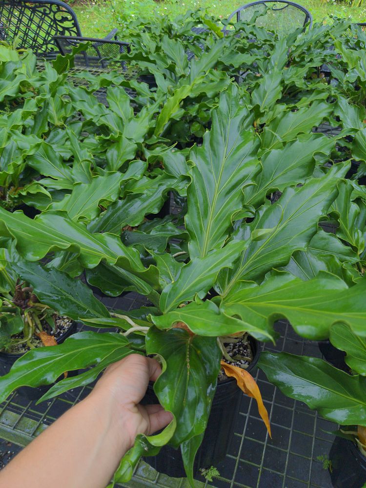 anthurium-hookeri-ruffles-bird-s-nest-anthurium-anthurium-cubense