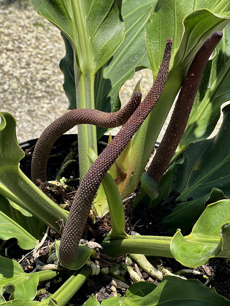 anthurium-hookeri-ruffles-bird-s-nest-anthurium-anthurium-cubense