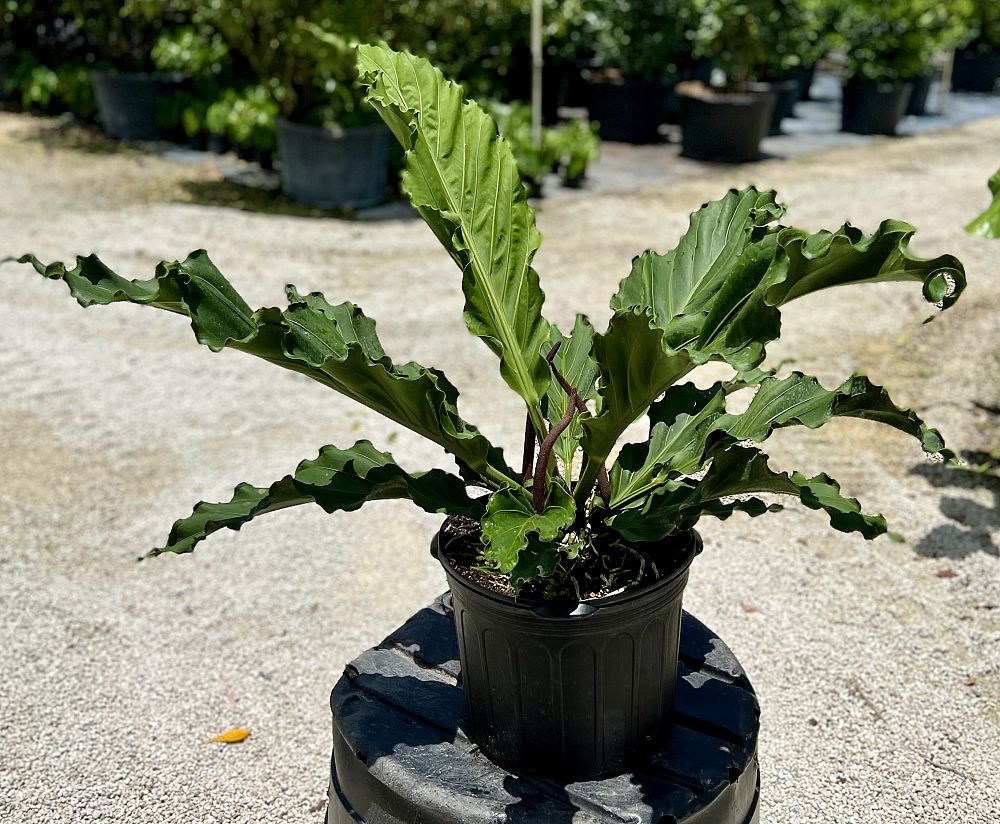anthurium-hookeri-ruffles-bird-s-nest-anthurium-anthurium-cubense