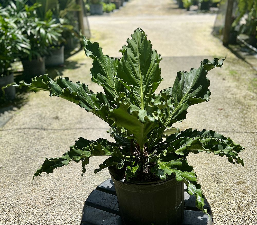 anthurium-hookeri-ruffles-bird-s-nest-anthurium-anthurium-cubense