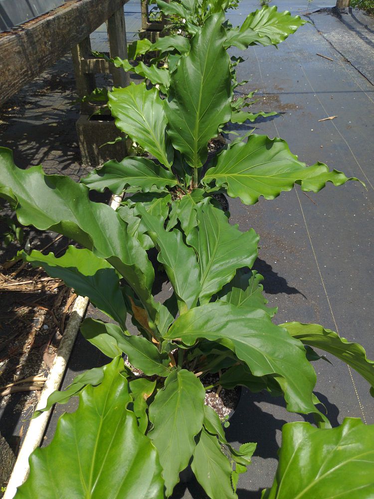 anthurium-hookeri-ruffles-bird-s-nest-anthurium-anthurium-cubense