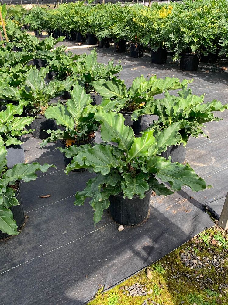anthurium-hookeri-ruffles-bird-s-nest-anthurium-anthurium-cubense