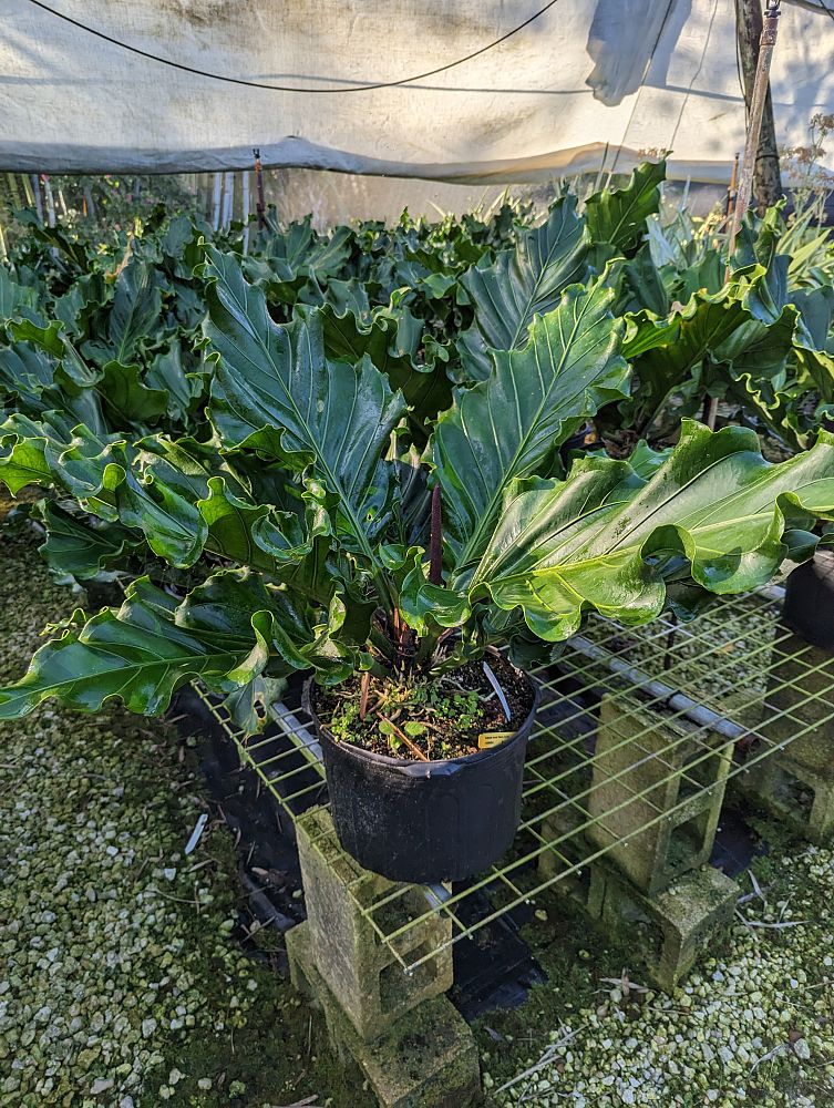 anthurium-hookeri-ruffles-bird-s-nest-anthurium-anthurium-cubense
