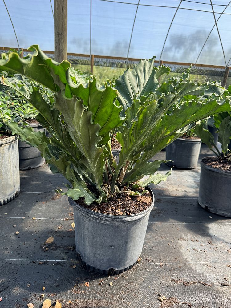 anthurium-hookeri-ruffles-bird-s-nest-anthurium-anthurium-cubense