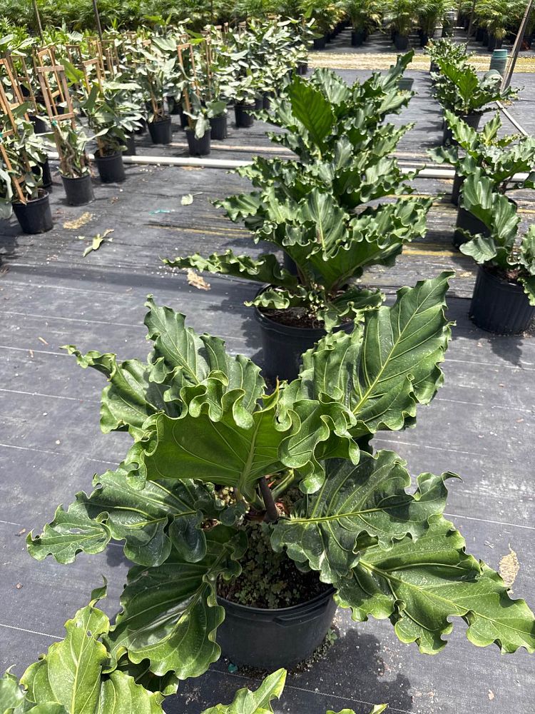 anthurium-hookeri-ruffles-bird-s-nest-anthurium-anthurium-cubense