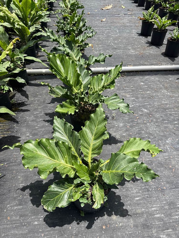 anthurium-hookeri-ruffles-bird-s-nest-anthurium-anthurium-cubense