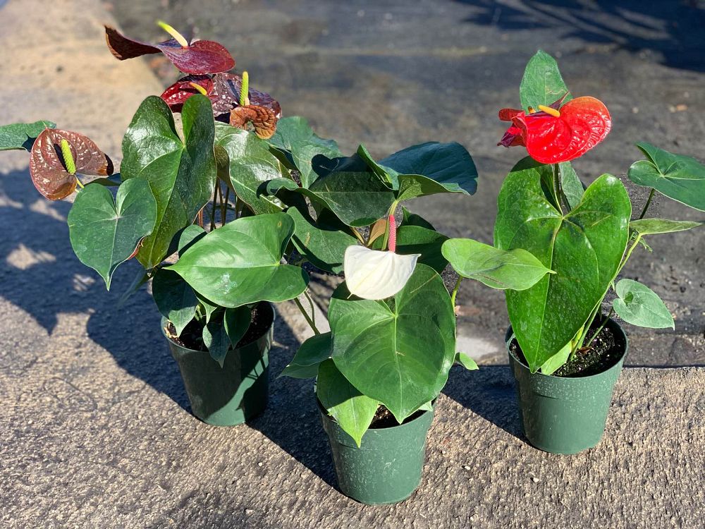 anthurium-hybrids