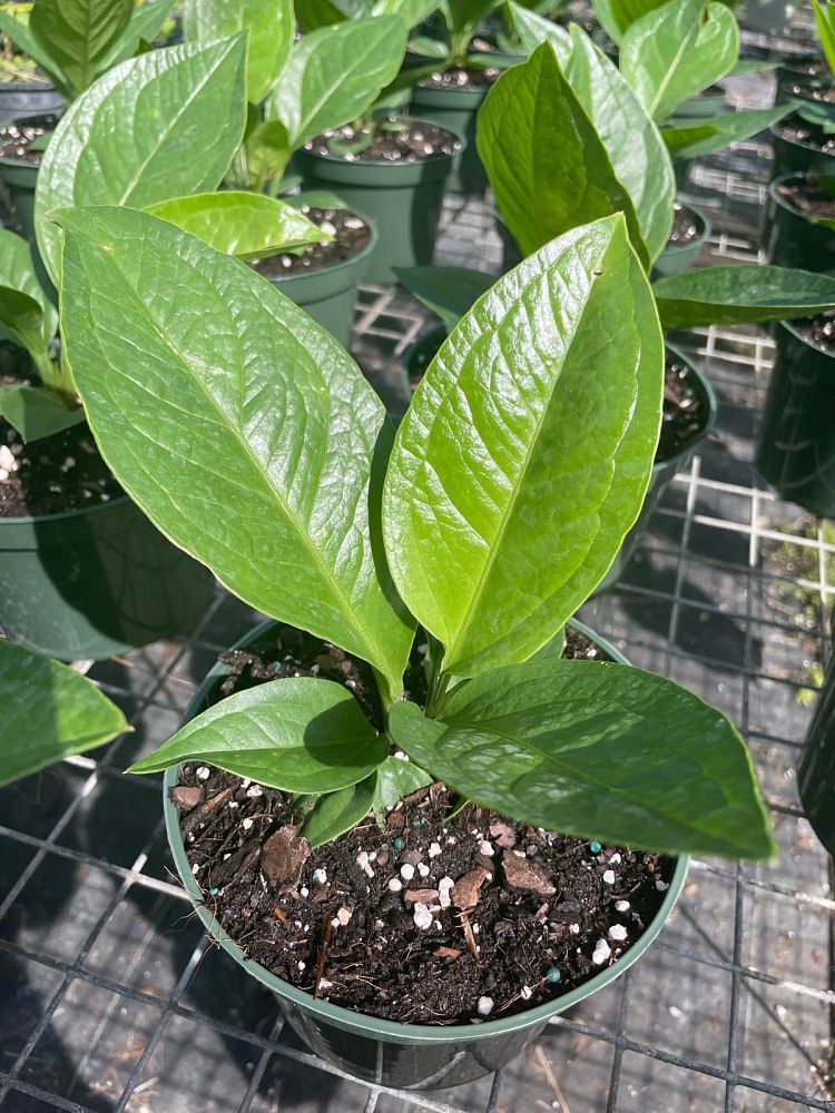 anthurium-jenmanii