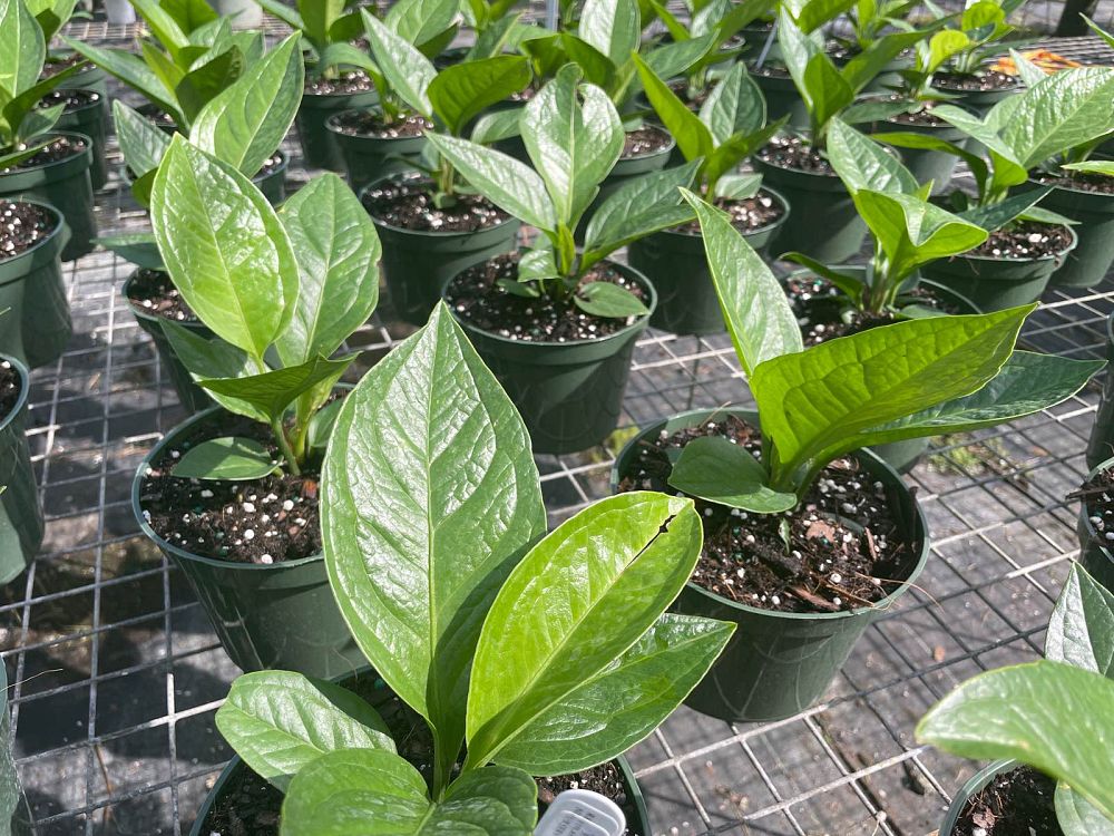 anthurium-jenmanii