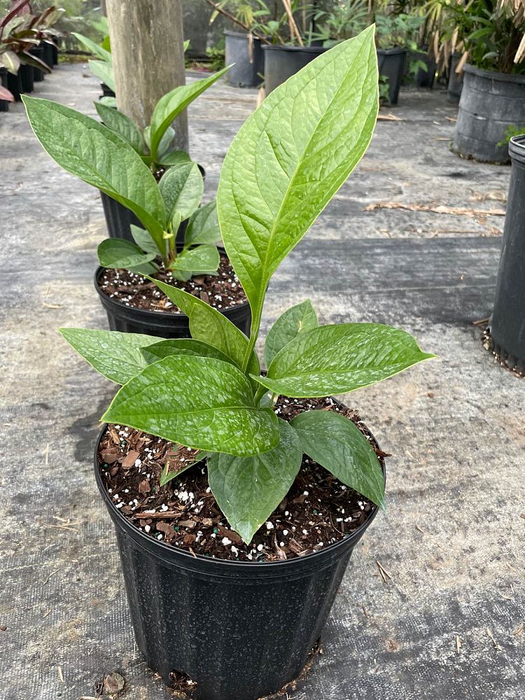 anthurium-jenmanii