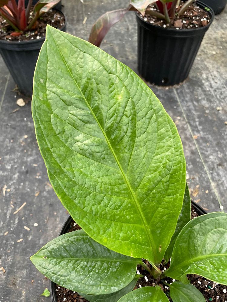 anthurium-jenmanii