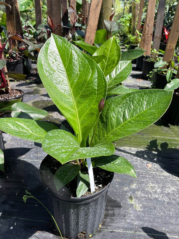 anthurium-jenmanii