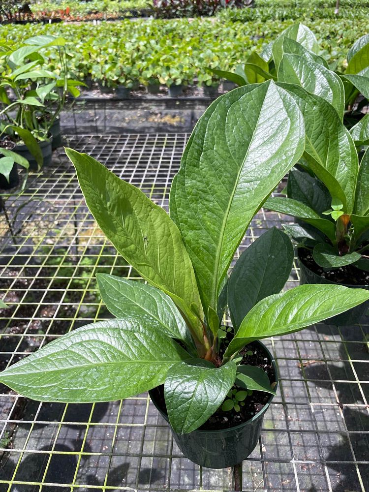 anthurium-jenmanii
