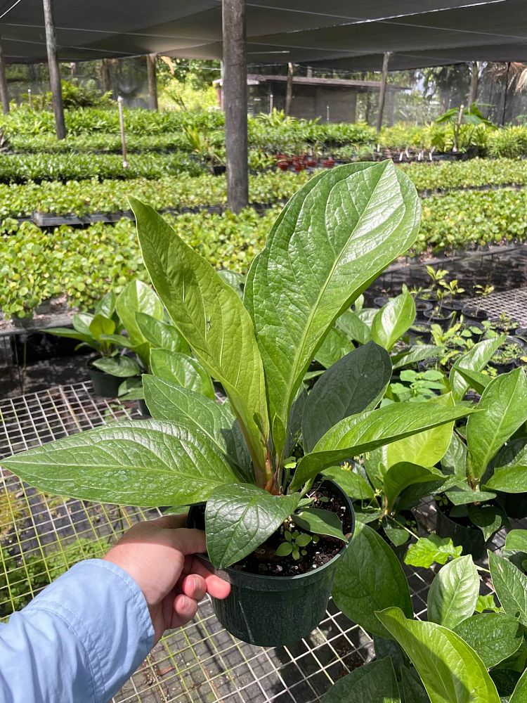 anthurium-jenmanii