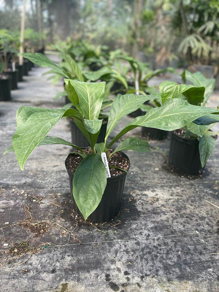 anthurium-jungle-bush