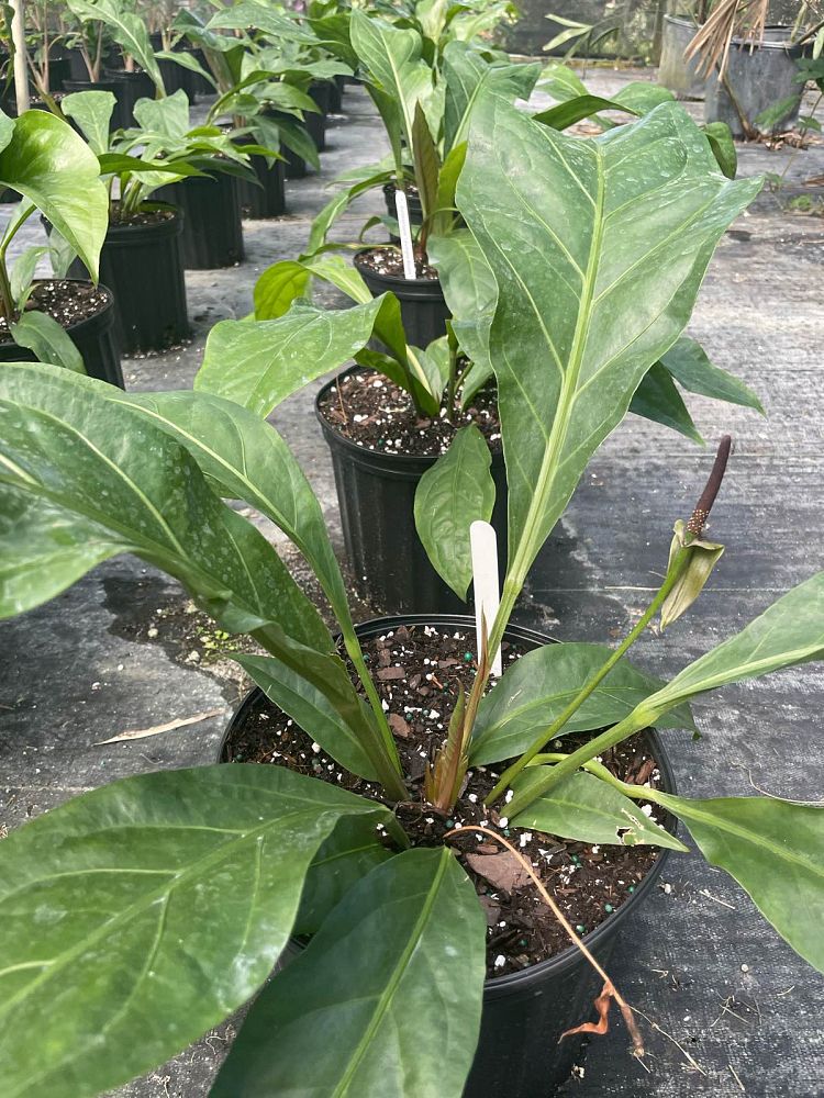 anthurium-jungle-bush