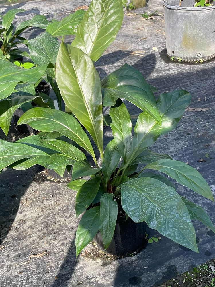 anthurium-jungle-bush