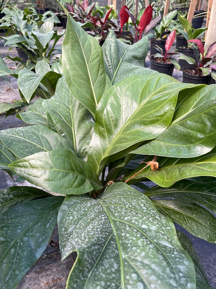 anthurium-jungle-bush