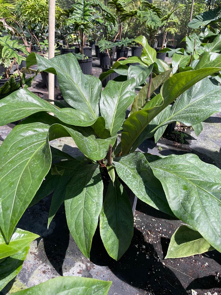 anthurium-jungle-bush