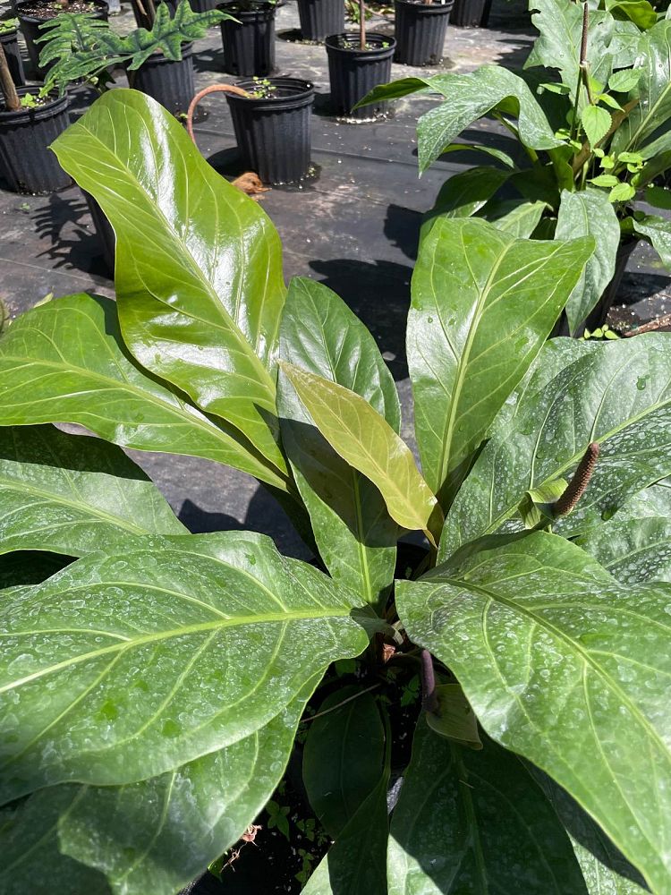 anthurium-jungle-bush