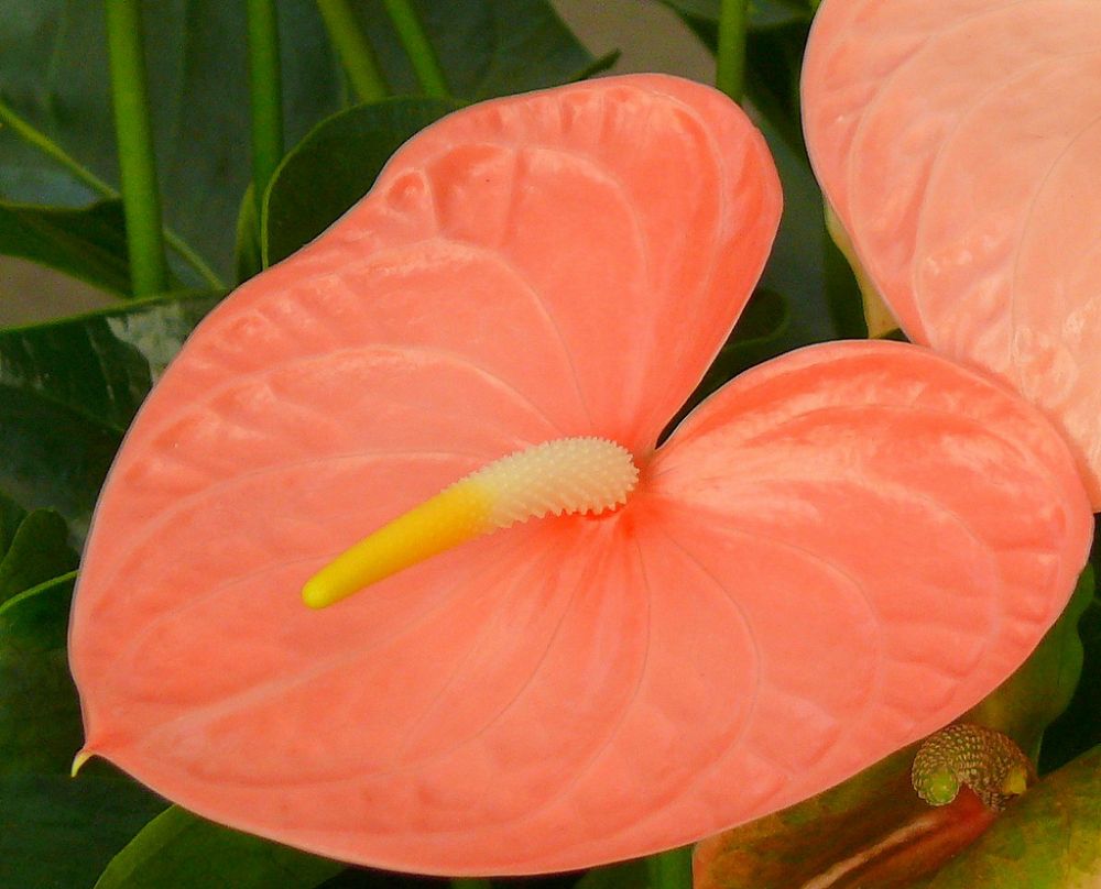 Oglesby plants international Idea