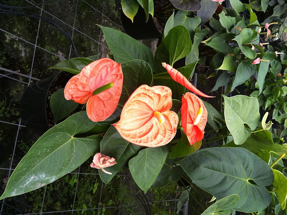anthurium-kerrich-pumpkin