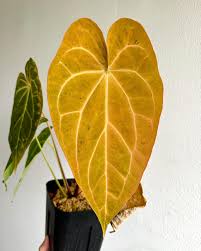 anthurium-kerrich-pumpkin