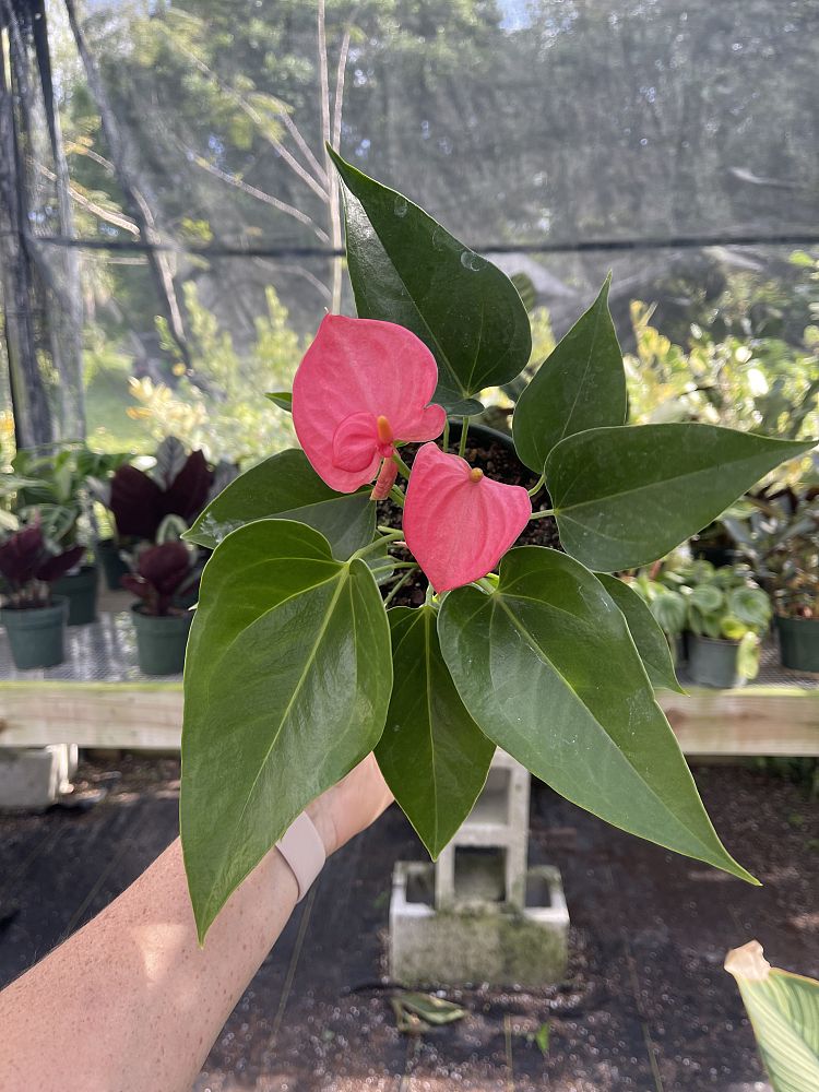 anthurium-maine