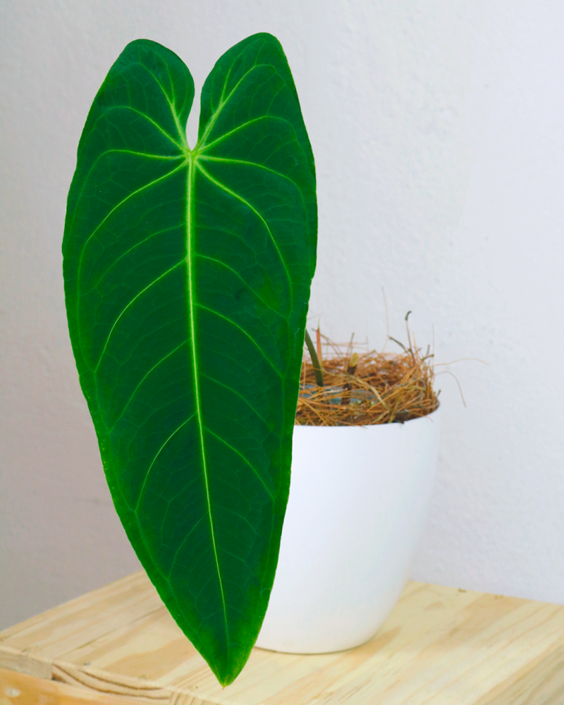 anthurium-marmoratum