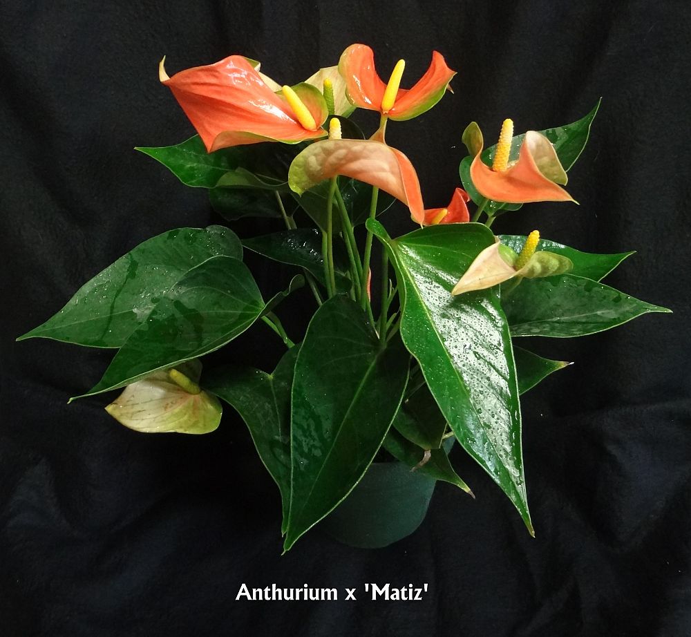 Water Dragon Anthurium