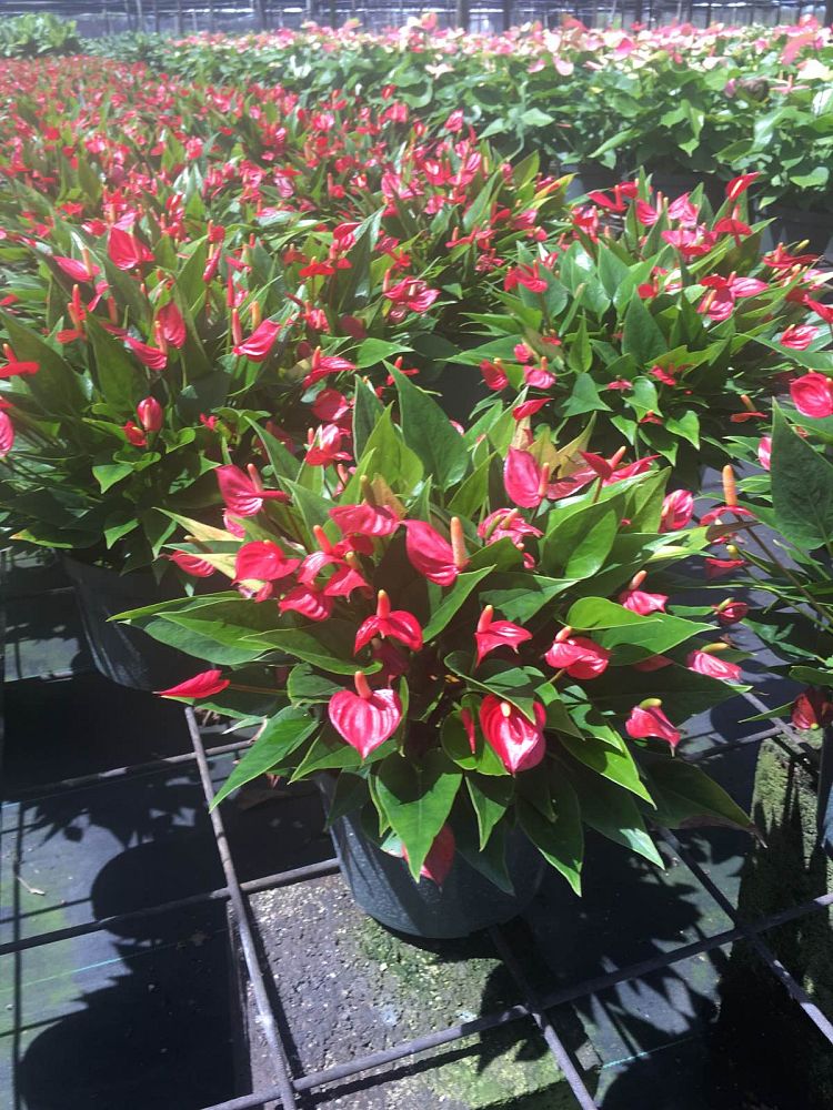 Hanck Nursery Wholesale Foliage  plantANT.com
